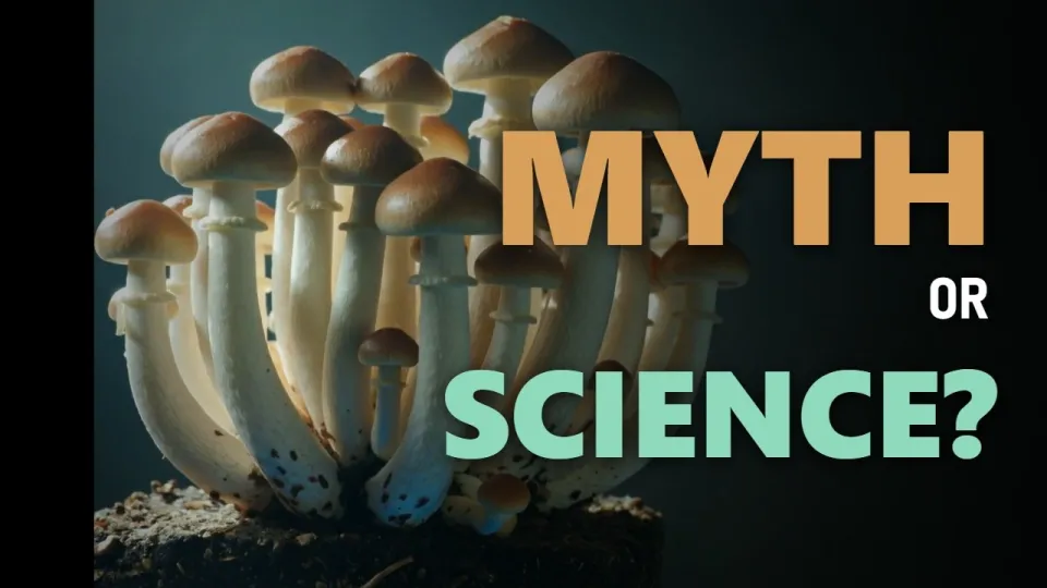 Penis Envy: The Mushroom Behind the Myth